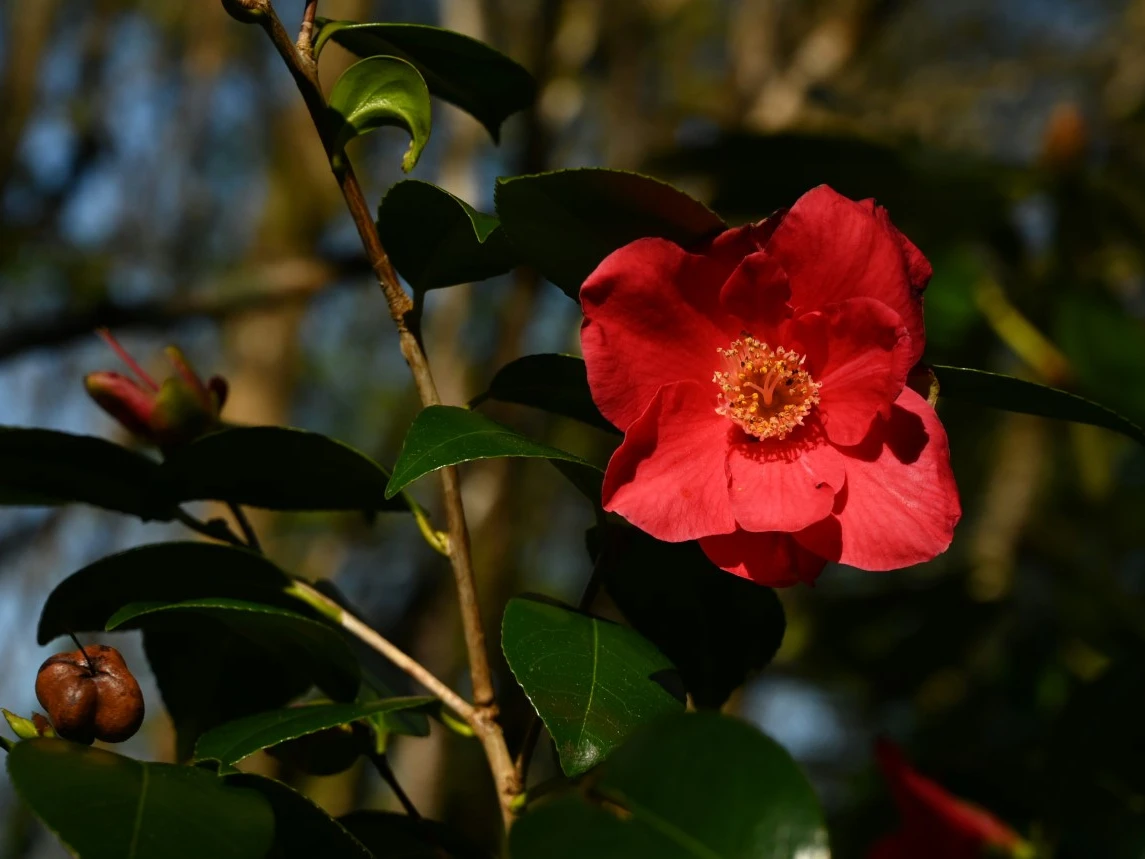 C. japonica 'Jupiter' AGM